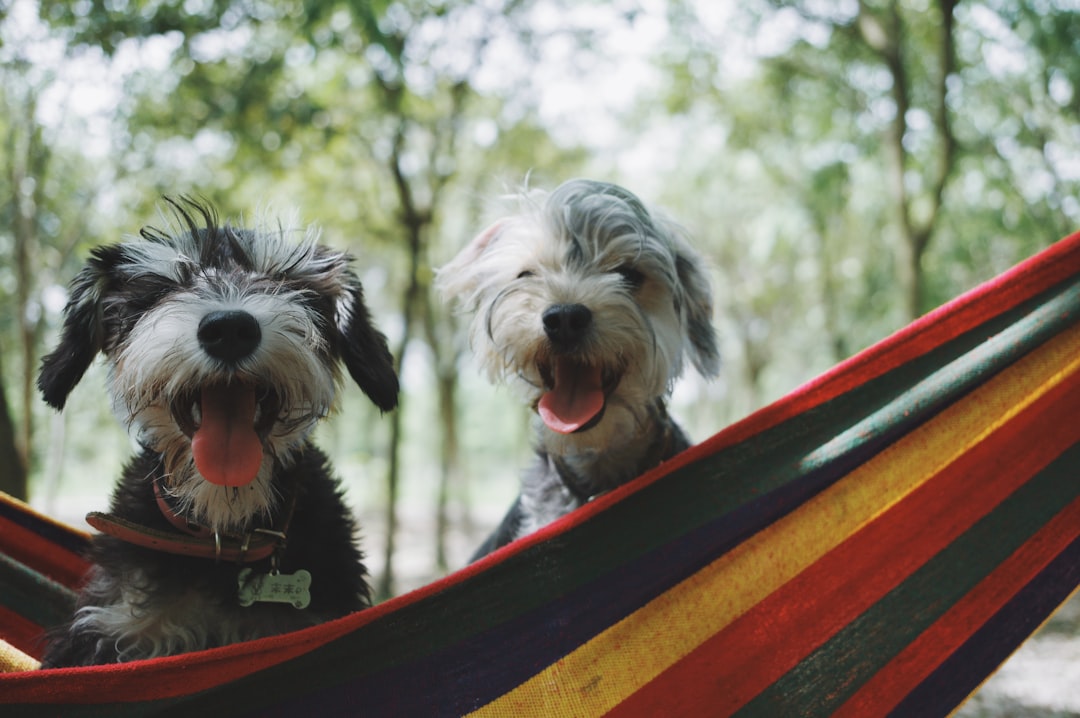 Pet-Friendly Travel: Tips for Traveling with Pets