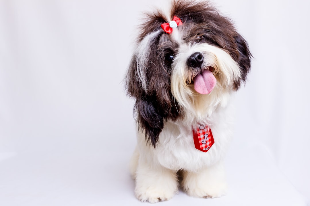 Pawsitively Profitable: Business Ideas for Pet Lovers