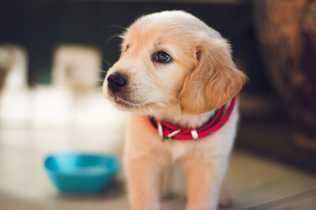 Essential Pet Care Tips for New Dog Owners